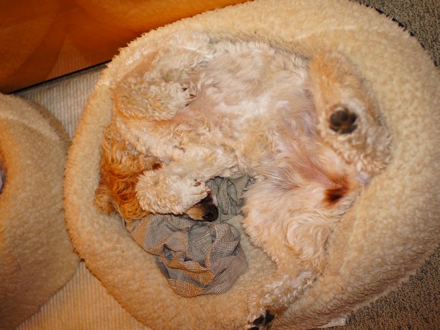 December - Dog Park Party