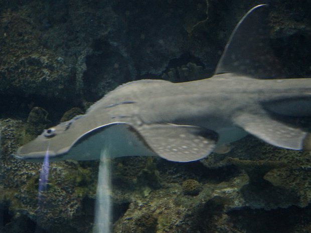 December - Las Vegas