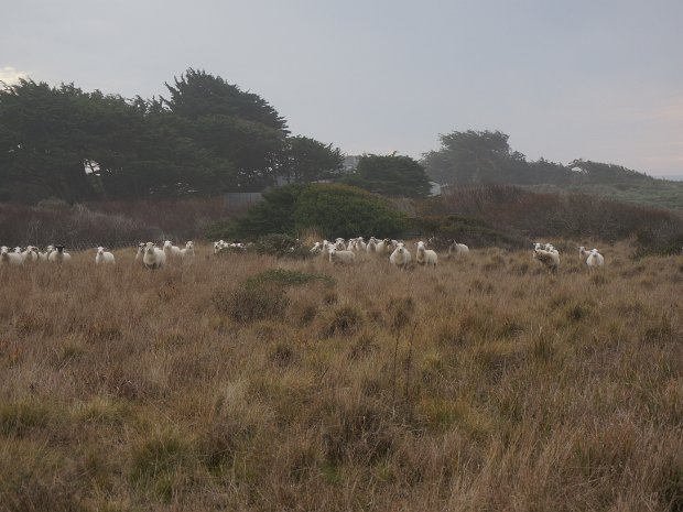 January - Sea Ranch