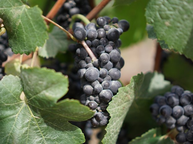 August - Irene in Napa