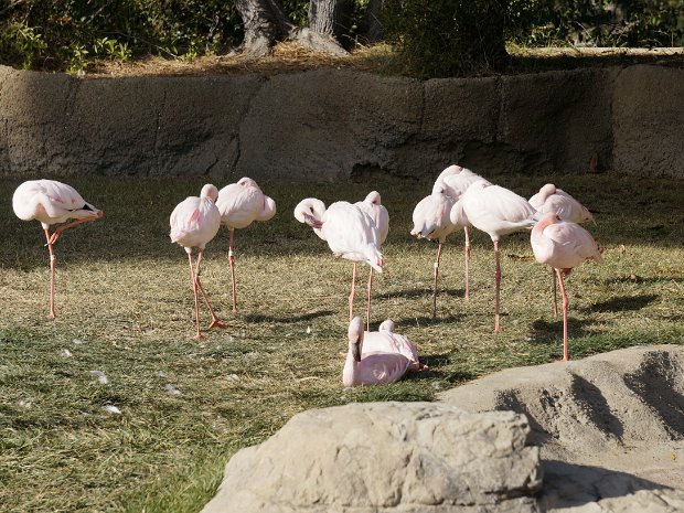 January - Oakland Zoo