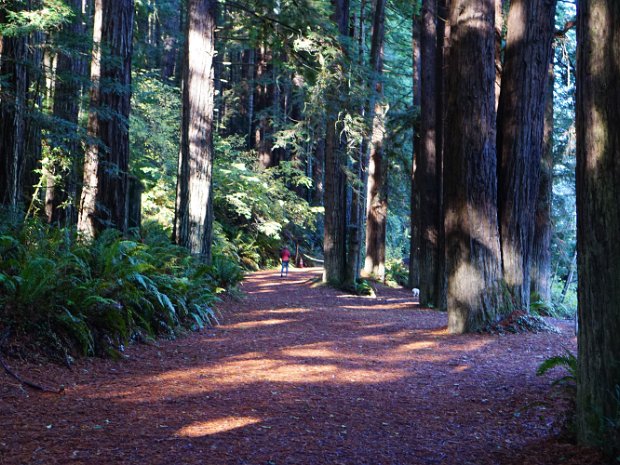November - Thanksgiving at Sea Ranch