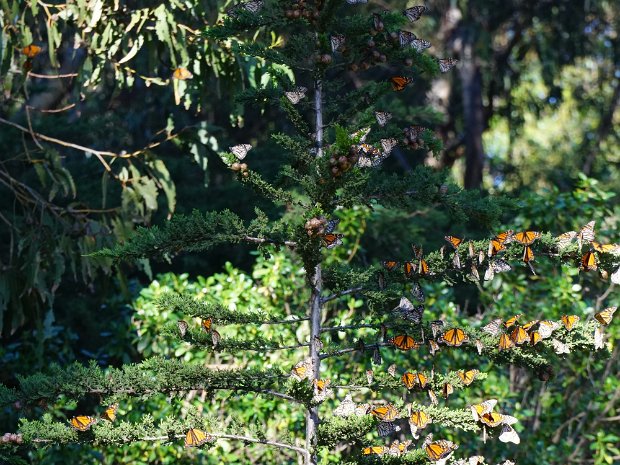 February - Central Coast