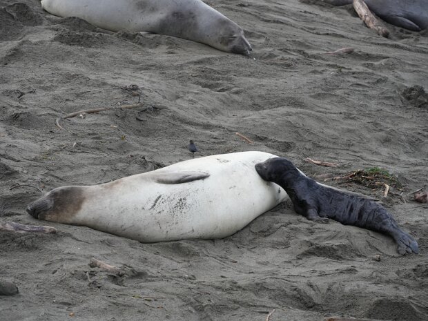 January - Elephant Seals